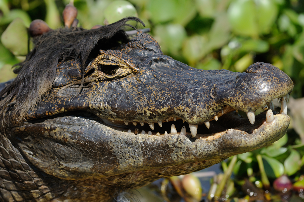 a caiman appears to be smiling. and it looks like it's wearing a wig but it's just vegetation a caiman appears to be smiling. and it looks like it's wearing a wig but it's just vegetation